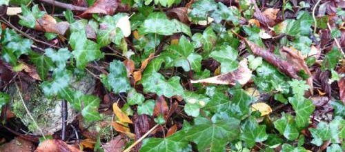 Hedera helix - lierre