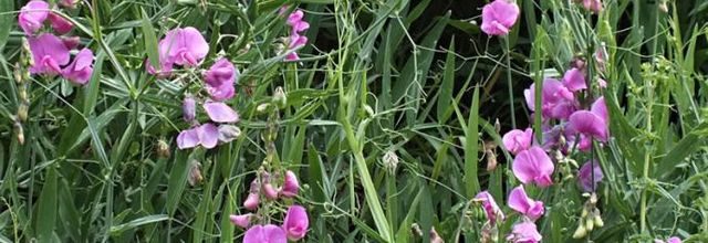 Lathyrus latifolius - gesse à larges feuilles - pois vivace