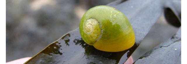 Littorine jaune 