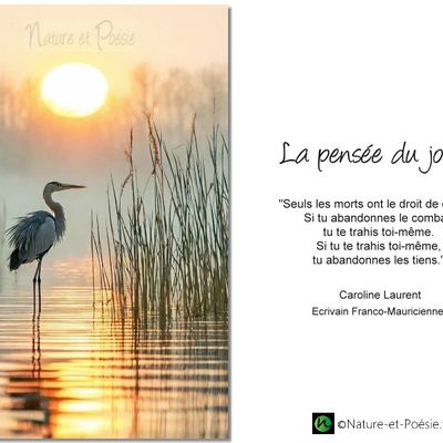 La pensée du jour (220)