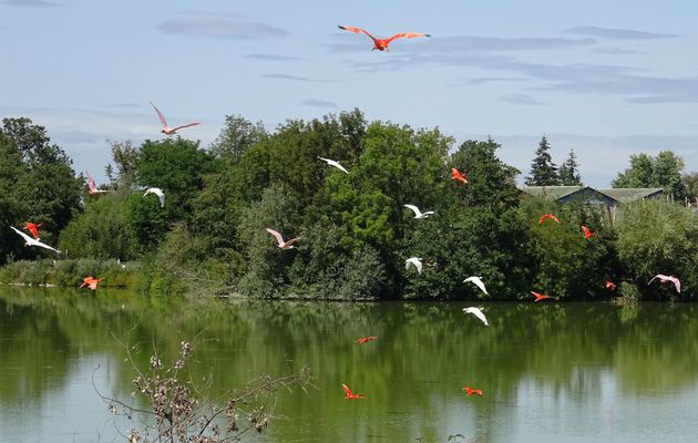 Au Parc des Oiseaux dans les Dombes - 2