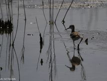 Echasse blanche Juvénile