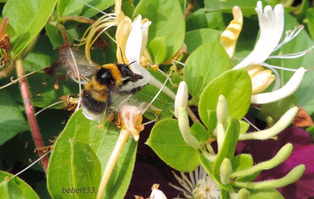 un bourdon sur du chevrefeuille
