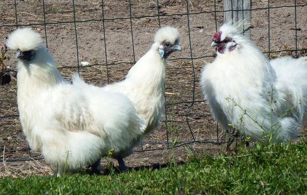de très belles cocotes !