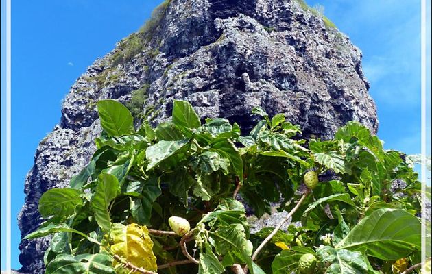 Mont Hotu Paraoa surplombant Vaiea et arbuste nono ou noni ((Morinda Citrifolia) - Maupiti - Polynésie française