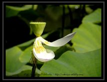 Fruits de Lotus Sacrés (Nelumbo nucifera)