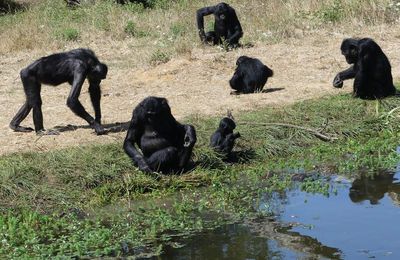 Les bonobos de la Vallée des Singes à Romagne...