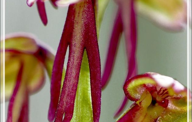 Orchidée Orchis homme-pendu (Orchis anthropophora) - Boulogne-sur-Gesse - 31