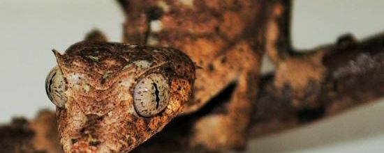 Uroplatus phantasticus