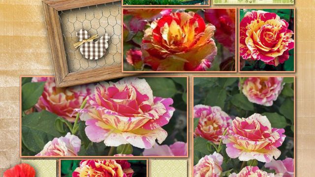 Couleurs en Mouvement : Rosier Claude Monet