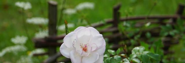 Un jour, une rose : 'Le Courtil du Bonheur'