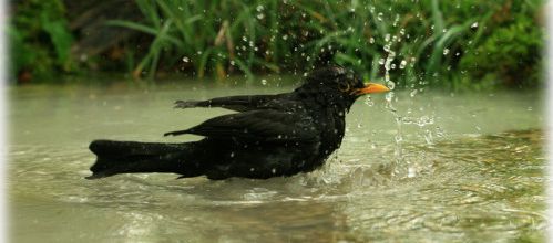 Le merle au bain