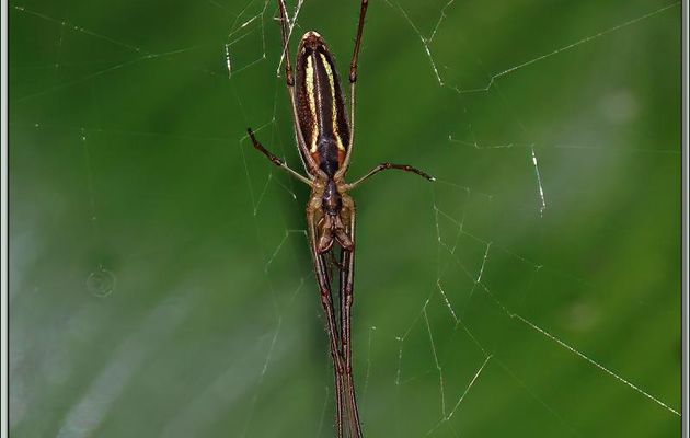 Vue ventrale de l'Araignée Tétragnathe étirée, Common long jawed orb weaver spider (Tetragnatha extensa) - Lartigau - Milhas - 31