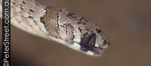 Pygopus schraderi