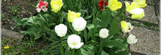 UN  PETIT  TOUR  AU  JARDIN  2023