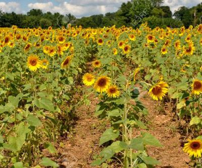 LE TOURNESOL