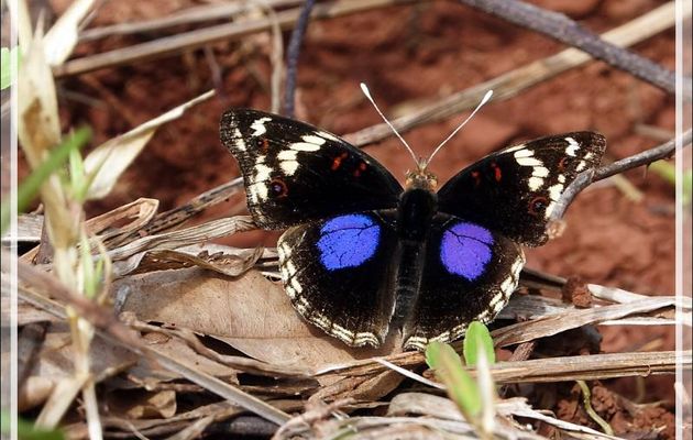 Papillon Junonia oenone, Dark blue pansy (Junonia oenone epiclelia) - Nosy Sakatia - Madagascar