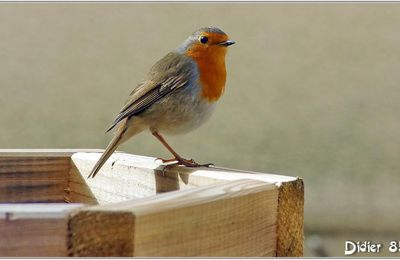 Rouge-Gorge (3) - Erithacus rubecula
