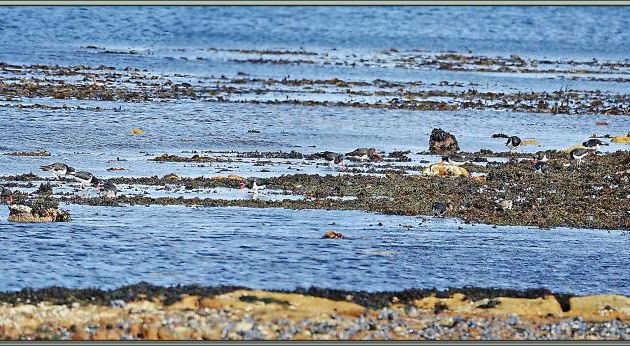 Huîtrier de Garnot, Magellanic Oystercatcher (Haematopus leucopodus) - New Island - Falkland (Malvinas, Malouines) - Grande-Bretagne