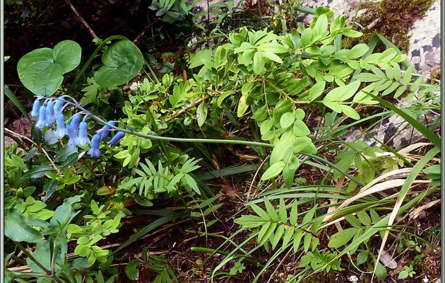Randonnée au Congost de Mont-Rebei : fleur à clochettes bleues : la Jacinthe améthyste (Brimeura amethystina) - Aragon/Catalogne - Espagne