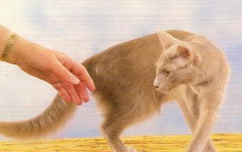 Apprendre à votre chat à venir à la demande