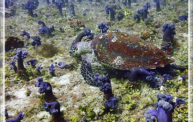 Tortue imbriquée ou à écailles, Hawksbill sea turtle (Eretmochelys imbricata) - Betalinjona (2ème Frère) - Tsarabanjina - Mitsio - Madagascar