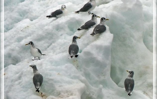 Mouettes - Mer des Tchouktches - Alaska