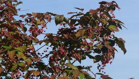 Les couleurs d'automne