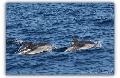 Dauphin bleu et blanc ou Dauphin bleu (Stenella coeruleoalba)