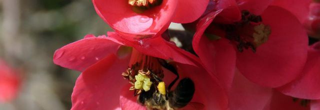 abeille sur cognassier ...