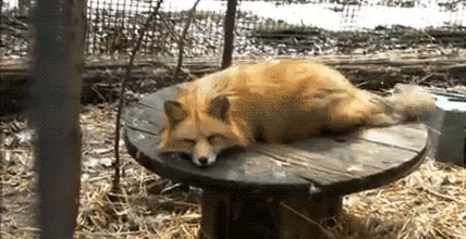 Images d'animaux