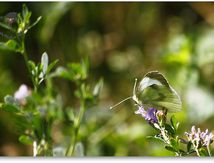 Piéride du chou (Pieris brassicae) - Pieridae