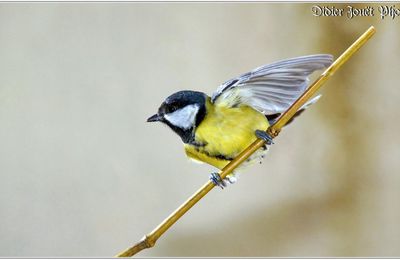 Mésange Charbonnière (4) - Parus major