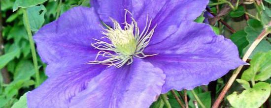 Clematis 'Général Sikorski'