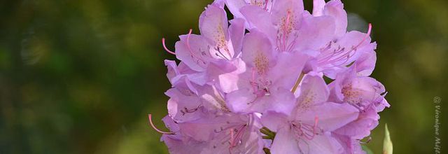 Rambouillet : Rhododendron ponticum