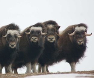 Les yaks ... 
