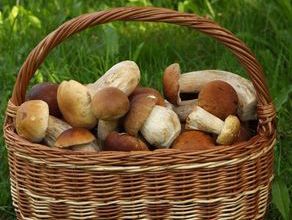 Les champignons ont tout bon !