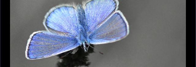 Blue pause