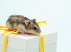 Coût d'un hamster russe