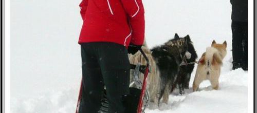 Sortie en traîneau au plateau de Beille (31 janvier 2014)