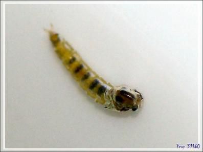 Naissance d'un minuscule diptère sous mes yeux - Lartigau - Milhas - 31