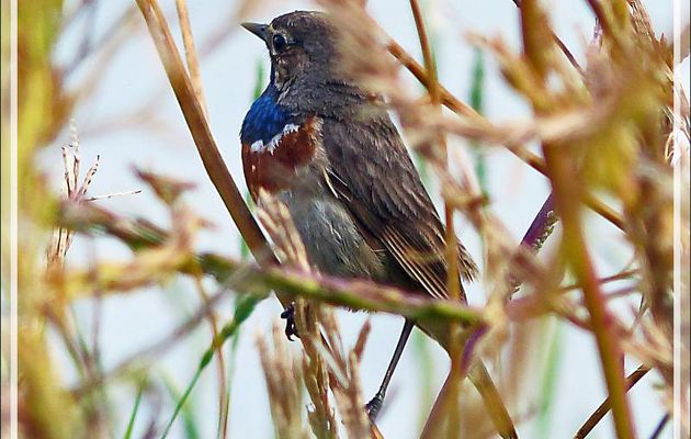 Gorge-bleue à miroir, Bluethroat (Luscinia svecica) - Ars-en-Ré - Ile de Ré - 17