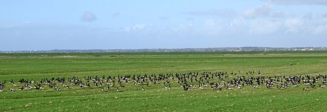Bernaches cravants sur la côte de Jade 