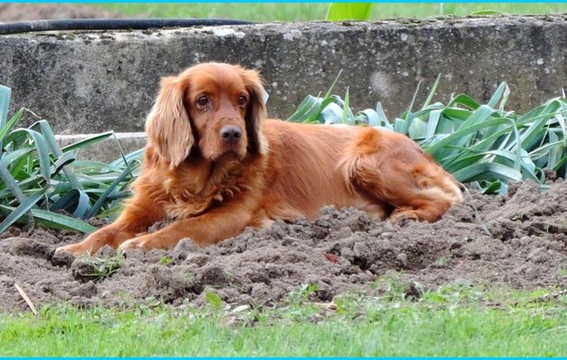 un chien qui aime son jardin !