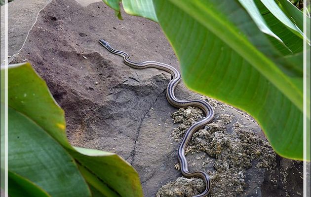 Serpent à quatre bandes, Four-striped Snake (Dromicodryas quadrilineatus) - Nosy Be - Madagascar