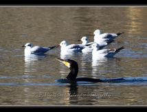 Grand Cormoran (Phalacrocorax carbo sinensis) et mouettes rieuses