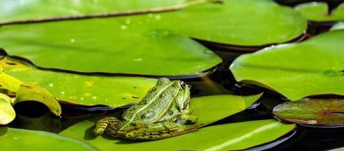 Le soleil et les grenouilles...