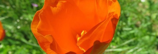 mes fleurs du jardin