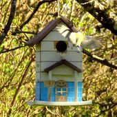 Des mésanges bleues ont niché dans mon jardin en juin 2022 - Châtillonnais en Bourgogne