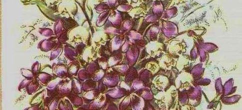Ans - carte postale ancienne ''Baisers d'Ans''